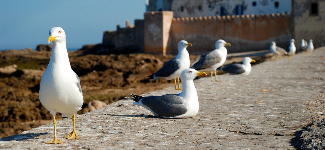 Excursion Essaouira