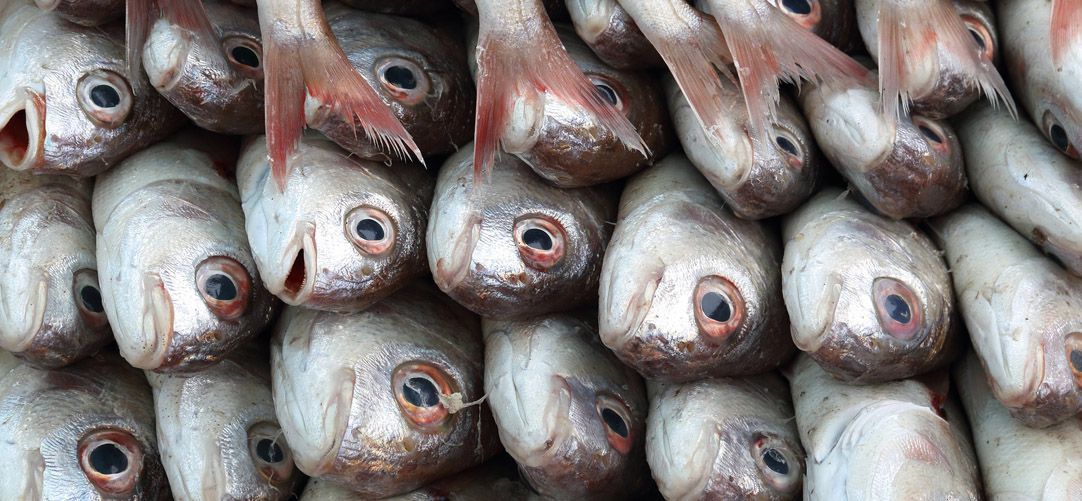 Des poissons péchés à la ville d'Essaouira